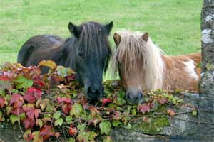 Photo of Ponies