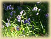photo of bluebells
		  
