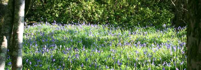 Oatfield House - Bluebells in May