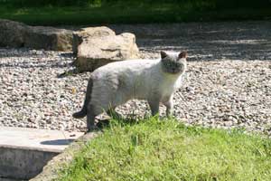 Photo of Mousa, the cat