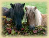 photo of ponies
		  