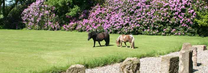 Photo of ponies on lawn at Oatfield House