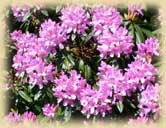 Photo of Rhododendrons