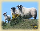 photo of sheep on hill
		  